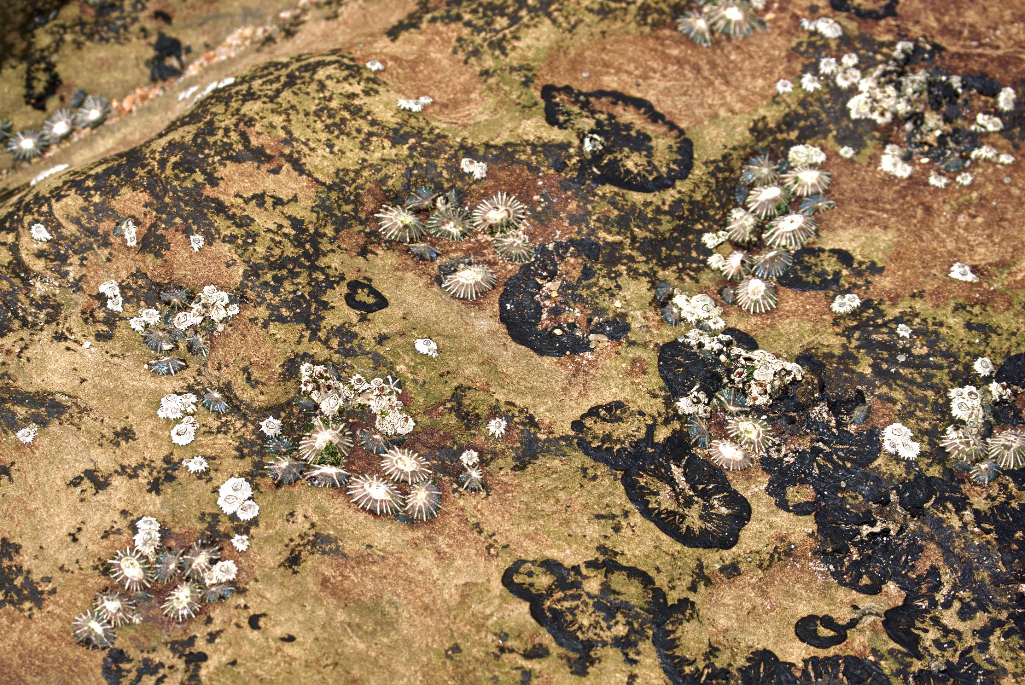 Seepocken sind sessile Tiere, die sich mit einem extrem starken, selbst produzierten Klebstoff an harten Oberflächen wie Felsen, Muscheln oder Bootsrümpfen befestigen.